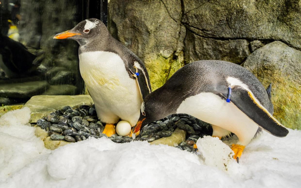 Gay penguin couple Sphen (left) and Magic at Sea Life Sydney Aquarium. Sphen appears to have died of natural causes