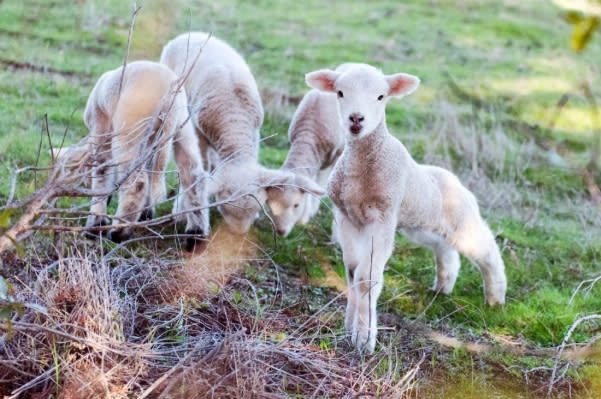 綿羊成為Fetzer Vineyards永續計畫的有力夥伴，幫忙除雜草，排泄物還能成為肥料！（圖片來源：Fetzer Vineyardszs官方粉絲團）