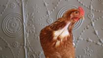 Family flaunts urban chicken flock despite ban in Calgary