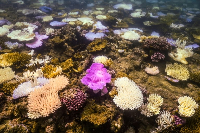 Imagen de corales blanqueados y muertos alrededor de la isla Lagarto en la Gran Barrera de Coral de Australia, el 5 de abril de 2024 (DAVID GRAY)