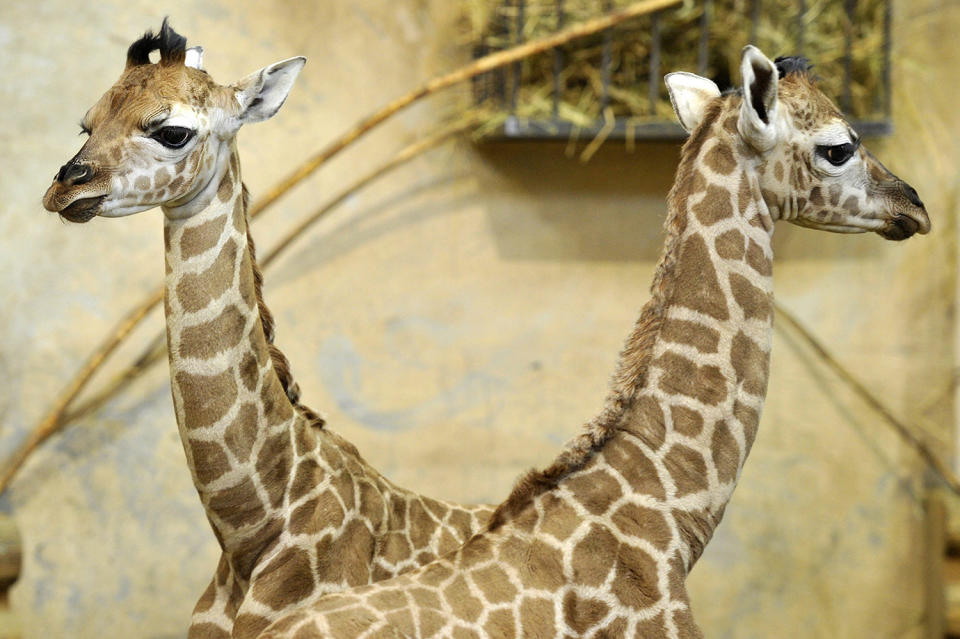 Giraffe calves in zoo