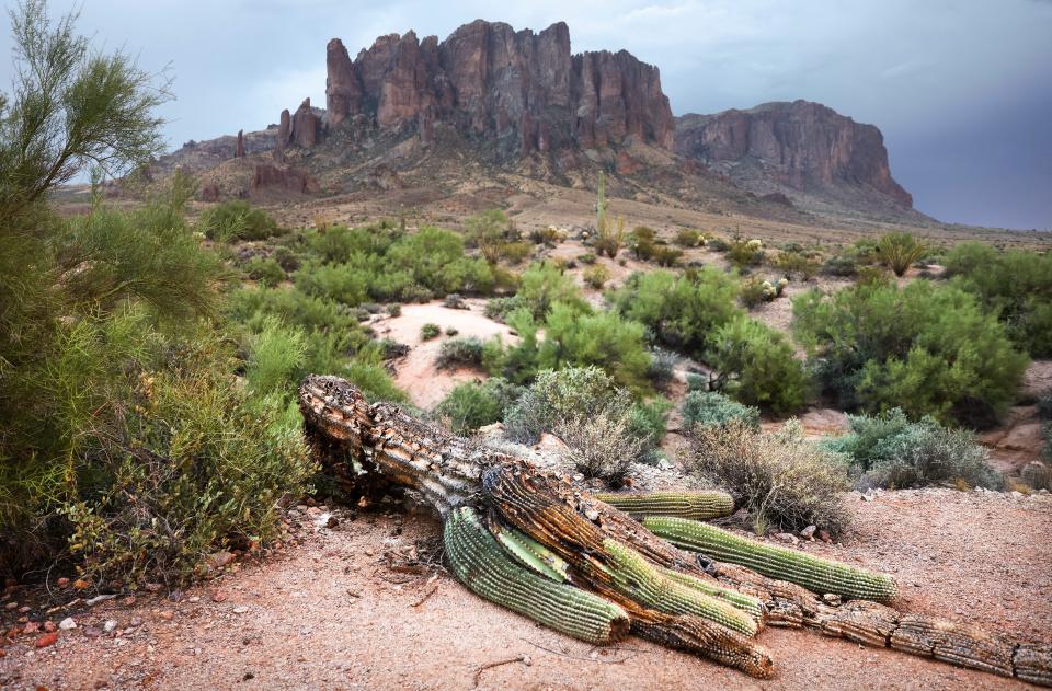 A fallen saguaro cactus decays in the Sonoran Desert on October 8, 2022 near Apache Junction, Arizona. The cacti are threatened by a number of issues linked to climate change including an increased risk of wildfires kindled by invasive grasses. Scientists monitoring Arizona's Saguaro National Park have observed a heightened mortality rate in young saguaros amid increased temperatures, inconsistent monsoon rains and long-term drought.