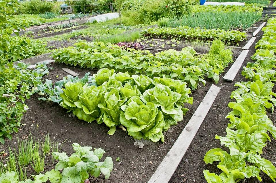 With freezing, drying and canning, this large vegetable garden could feed a large family for six months.