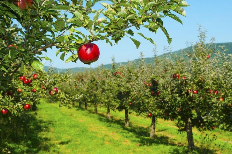 Crane Orchards