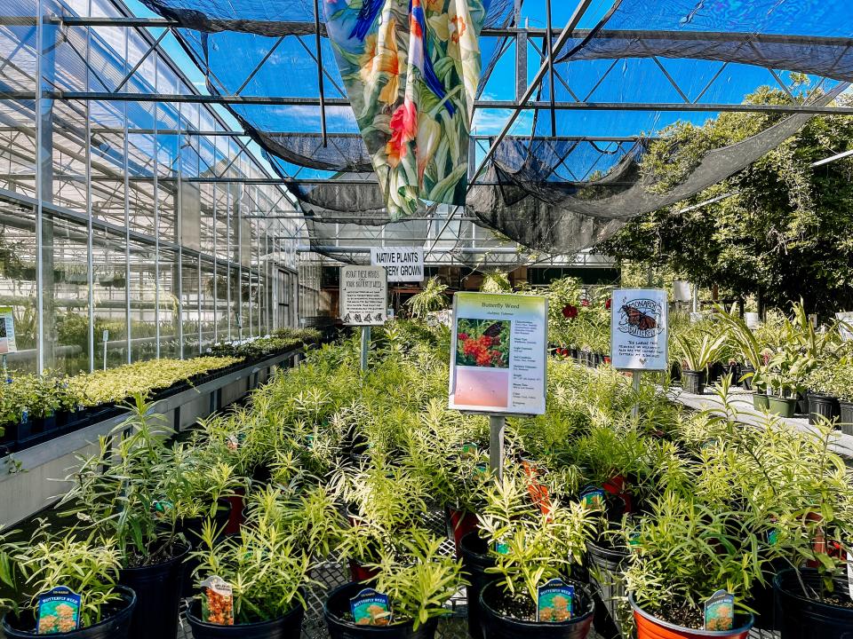 Stanley’s Greenhouse carries both the Swamp and Common varieties of Milkweed. “It is the only plant that the caterpillars will eat; they are 100% crucial for their survival,” said Abby Stanley-Jerrolds.