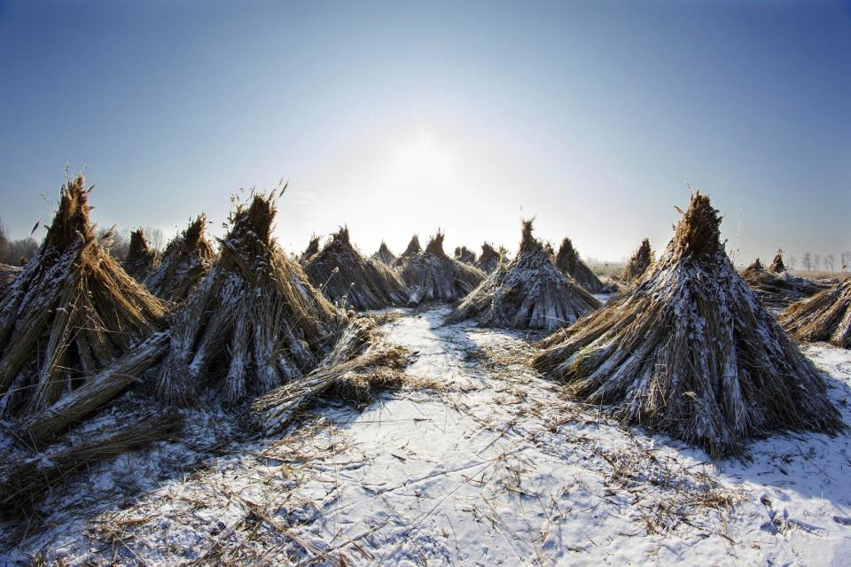 Bunches of reeds are seen during reed harvest in the marshland of the Kis-Balaton area, near Balatonszentgyorgy, 170 kms southwest of Budapest, Hungary, Wednesday, Jan. 11, 2017. (Gyorgy Varga/MTI via AP)