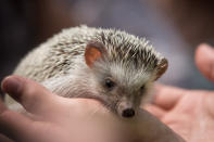 SINGAPORE - MARCH 25: Zoo staff show off an African Hedgehog during a media tour ahead of the opening of River Safari at the Singapore Zoo on March 25, 2013 in Singapore. The River Safari is Wildlife Reserves Singapore's latest attraction. Set over 12 hectares, the park is Asia's first and only river-themed wildlife park and will showcase wildlife from eight iconic river systems of the world, including the Mekong River, Amazon River, the Congo River through to the Ganges and the Mississippi. The attraction is home to 150 plant species and over 300 animal species including 42 endangered species. River Safari will open to the public on April 3. (Photo by Chris McGrath/Getty Images)