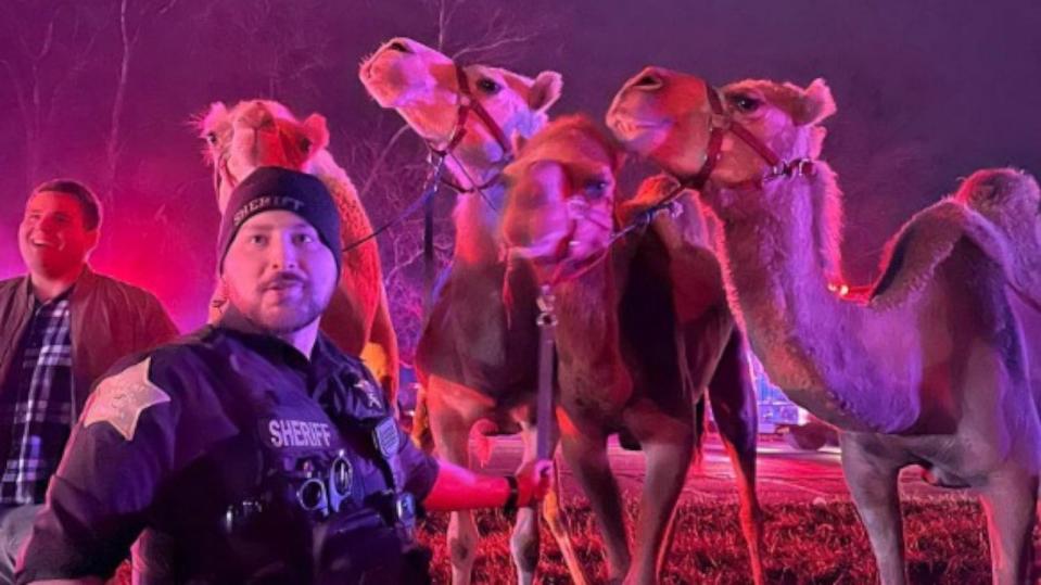 PHOTO: Several circus animals were rescued from a trailer after a semi-truck caught fire in Grant County, Indiana, on Jan. 27, 2024. (Grant County Sheriff's Office - Marion, IN)