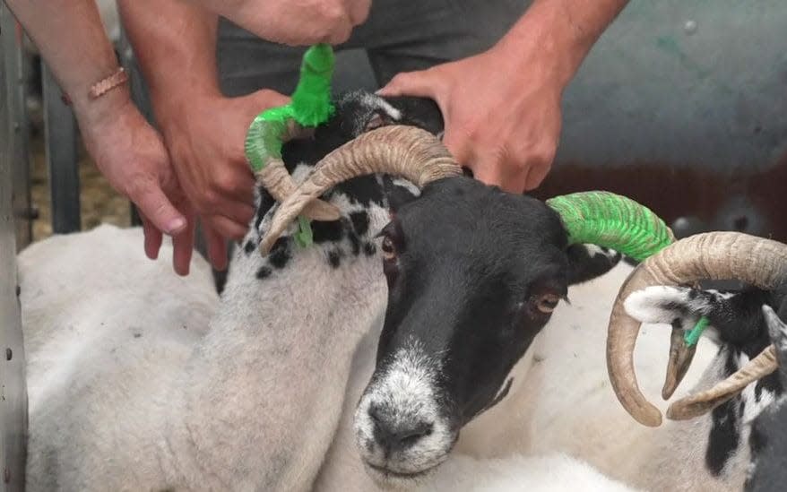 Farmers on Dartmoor are painting the horns of their sheep a bright tell-tale green to deter the gangs - WESSEX NEWS AGENCY