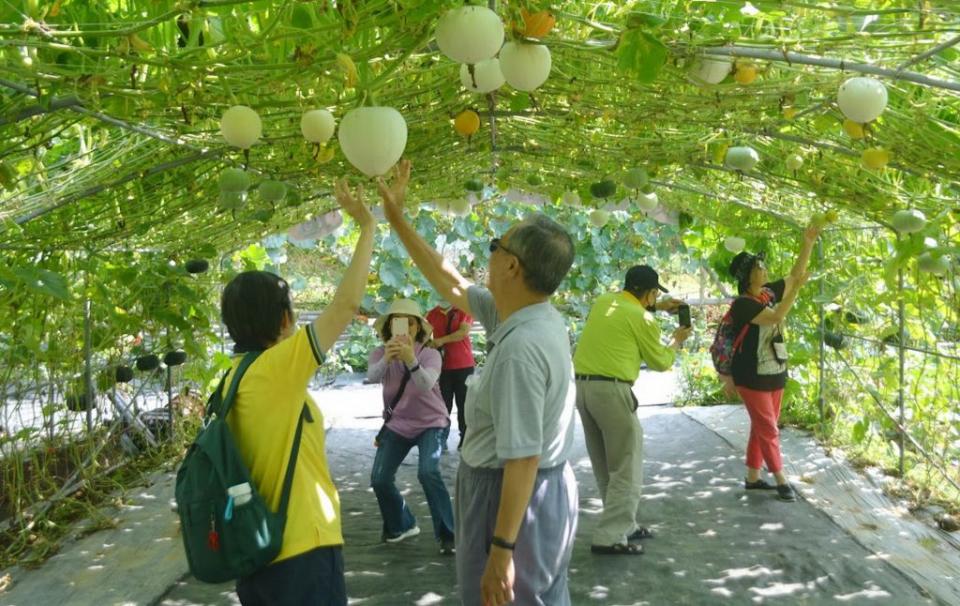 新北市淡水區色彩繽紛的「南瓜隧道」每年都吸引眾多遊客前往打卡、拍照。（資料照／記者吳瀛洲攝）