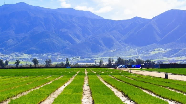 Salicornia farm near mountainside