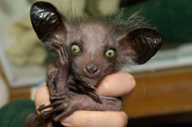 What do we know about the world's ugliest animal?