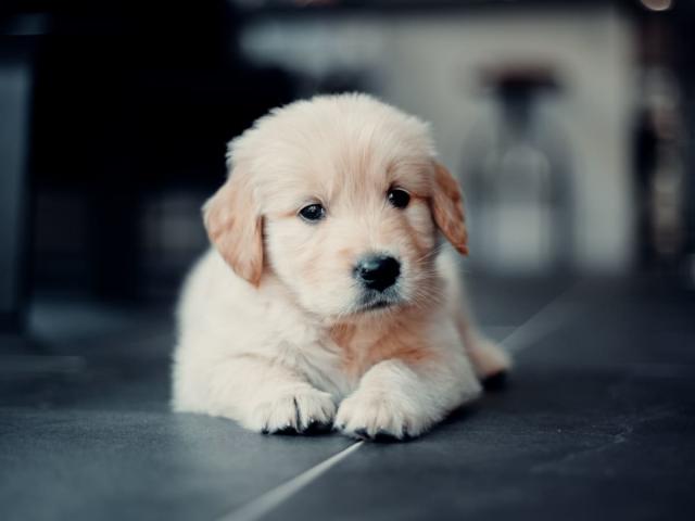 Golden Retriever Puppy Refusing to Get Out of Snuggle Position Is ...