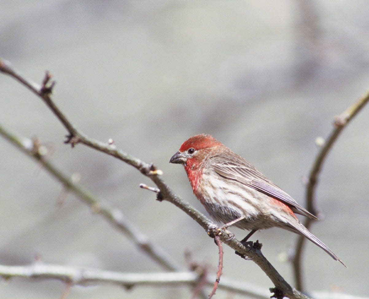 House finch