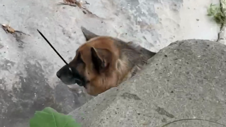 Photos from the hikers show a German shepherd that was found in Malibu Canyon on July 3, 2024 with zip ties around its neck and muzzle. (KTLA)