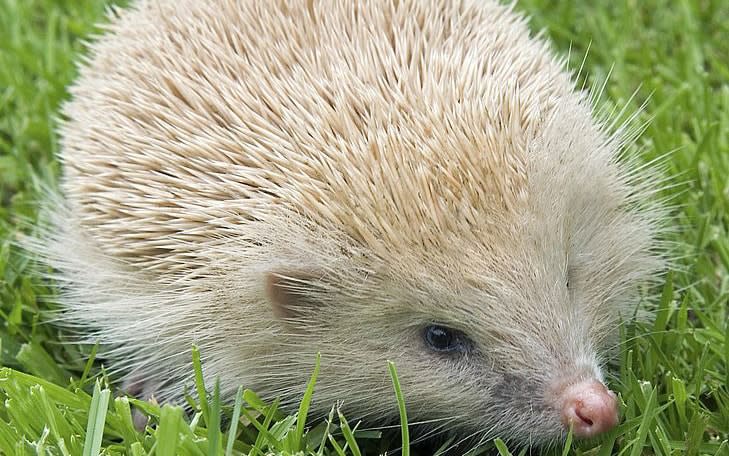 Alderney is home to rare blonde hedgehogs - getty