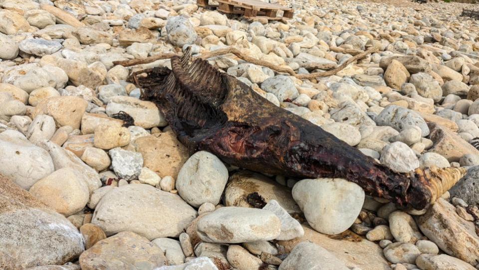 Dorset Echo: Carcass found on Bowleaze Cove