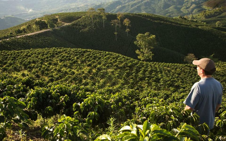 A man looks out over a Colombian coffee farm.