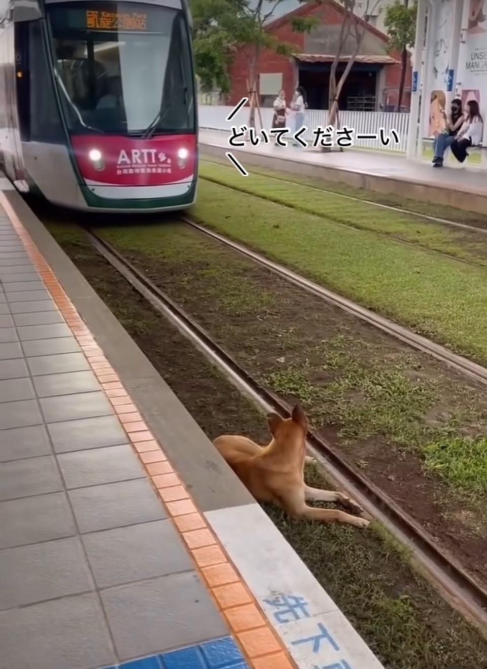 ▼有隻小黃狗在列車靠近時，就大搖大擺躺在草皮上休息。（圖／翻攝自＠shika_chan70 IG）