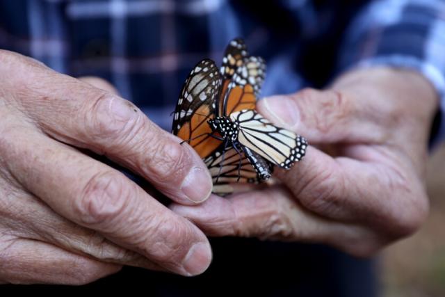 monarch butterfly letters