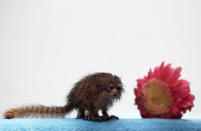 A Pygmy Marmoset (Callithrix pygmaea) is seen at a primate rescue and rehabilitation center near Santiago August 3, 2010. The Pygmy Marmoset, known as the world's smallest monkey and under danger of extinction, was confiscated after being found inside the clothes of a Peruvian citizen during a highway police check at the northern city of Antofagasta, some 1367 km (849 miles) of Santiago. REUTERS/Ivan Alvarado