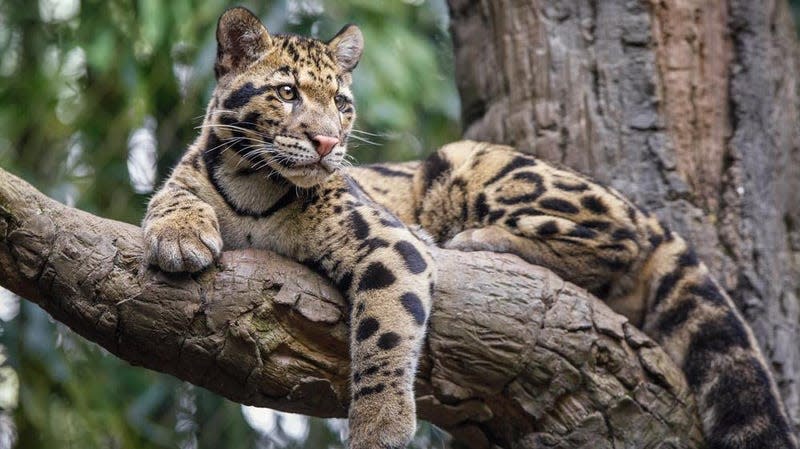 Clouded leopards are non-threatening as one is missing at the Dallas Zoo