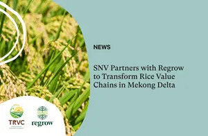 Regrow Selected as Independent Verifier for Mekong River Delta Emissions Reduction Initiative in Rice Production