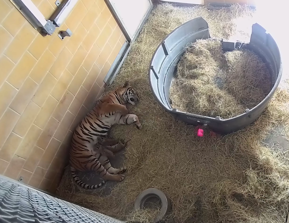 Pictured nursing from their mom, Cinta, three critically endangered Malayan tiger cubs were born Nov. 5 at the Jacksonville Zoo and Gardens, where officials say all are doing well.