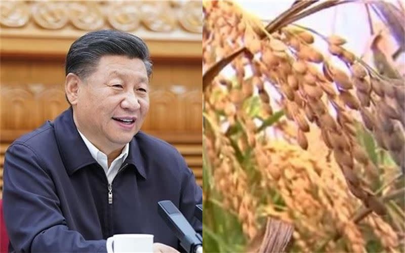 中共當局首次向死對頭印度購買稻米，外界也猜測中國社會是否真的面臨「糧食危機」(示意圖/翻攝新華網、資料照)