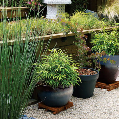 Potted bamboo and maples