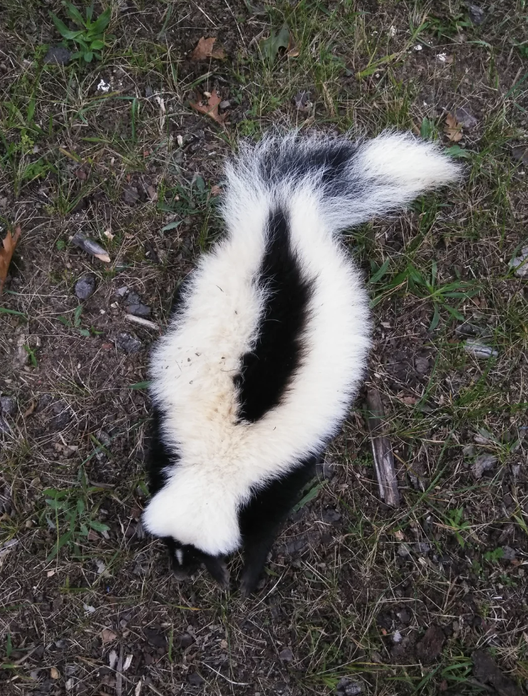 Image of a Reddit post by u/absolutekunits featuring a skunk with white stripes. Caption reads, "Pic does not do him justice but this bad boy was FAT. biggest skunk i've seen. Bonus: perfect white stripes."