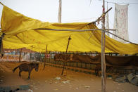 Donkeys stand inside a tent abandoned by Muslims protesting against a contentious new citizenship law, following violence in New Delhi, India, Wednesday, Feb. 26, 2020. At least 20 people were killed in three days of clashes in New Delhi, with the death toll expected to rise as hospitals were overflowed with dozens of injured people, authorities said Wednesday. The clashes between Hindu mobs and Muslims protesting a contentious new citizenship law that fast-tracks naturalization for foreign-born religious minorities of all major faiths in South Asia except Islam escalated Tuesday. (AP Photo/Altaf Qadri)