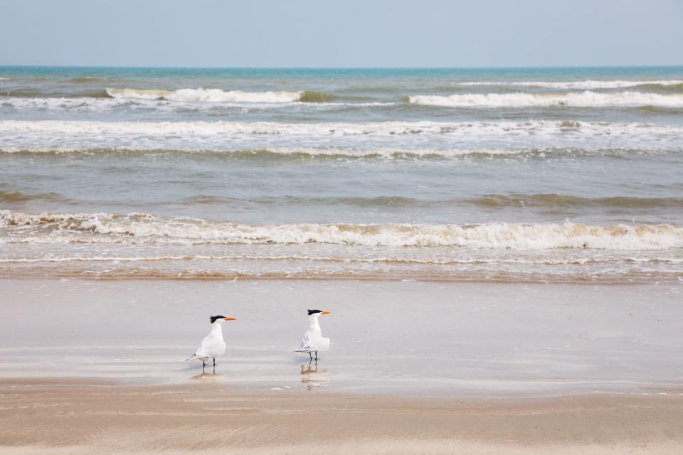 Padre Island National Seashore