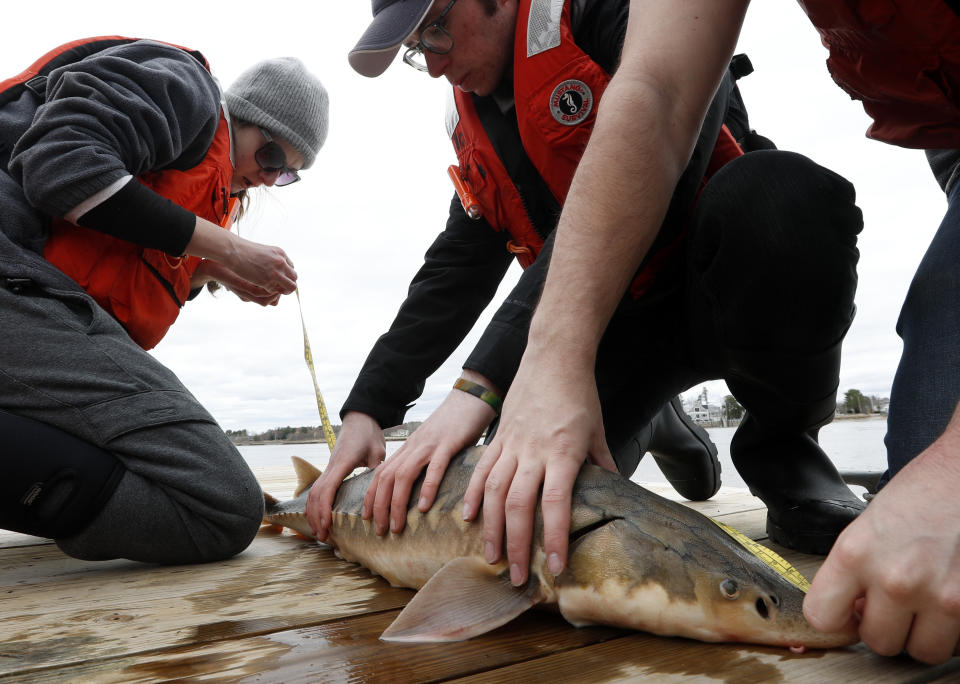 In this Thursday, April 25, 2019 photo, an endangered shortnose sturgeon is measured by Hannah Verkamp, left, a student at the University of New England, in Biddeford, Maine. Sturgeon were America’s vanishing dinosaurs, armor-plated beasts that crowded the nation’s rivers until mankind’s craving for caviar pushed them to the edge of extinction. (AP Photo/Robert F. Bukaty)