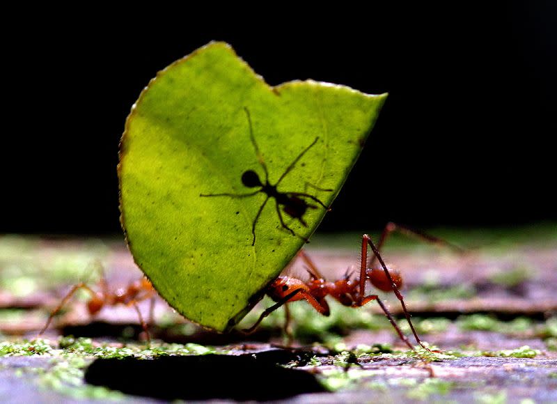FOTO DE ARCHIVO: Una hormiga cortadora de hojas (Atta cephalotes) lleva una hoja con otra hormiga en la estación biológica La Selva en Sarapiquí, a 129 km al norte de San José, Costa Rica