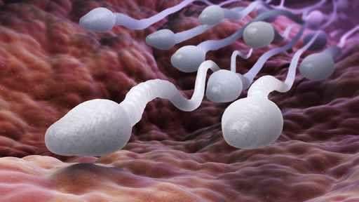 人妻體內「抗精蟲細胞」比例過多，導致精子無法順利進攻。（示意圖／美聯社／達志影像）