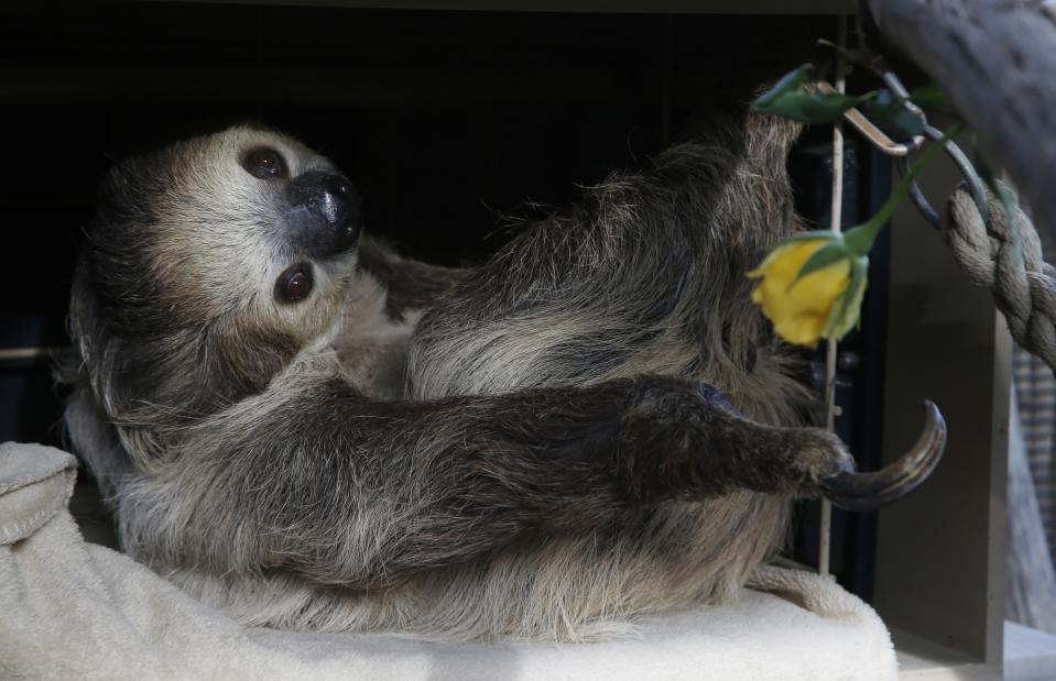 Fernando, the two-toed sloth, reaches for a yellow rose to eat inside his habitat at the Phoenix Zoo Monday, April 27, 2020, in Phoenix. The pandemic has jeopardized zoos around the world that have been forced to close but rely on ticket sales. The struggle has some zoos turning to social media to engage with people who can no longer visit and raise some much-needed cash. (AP Photo/Ross D. Franklin)