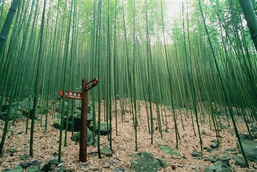 八仙山竹林美景。（圖／雄獅提供）