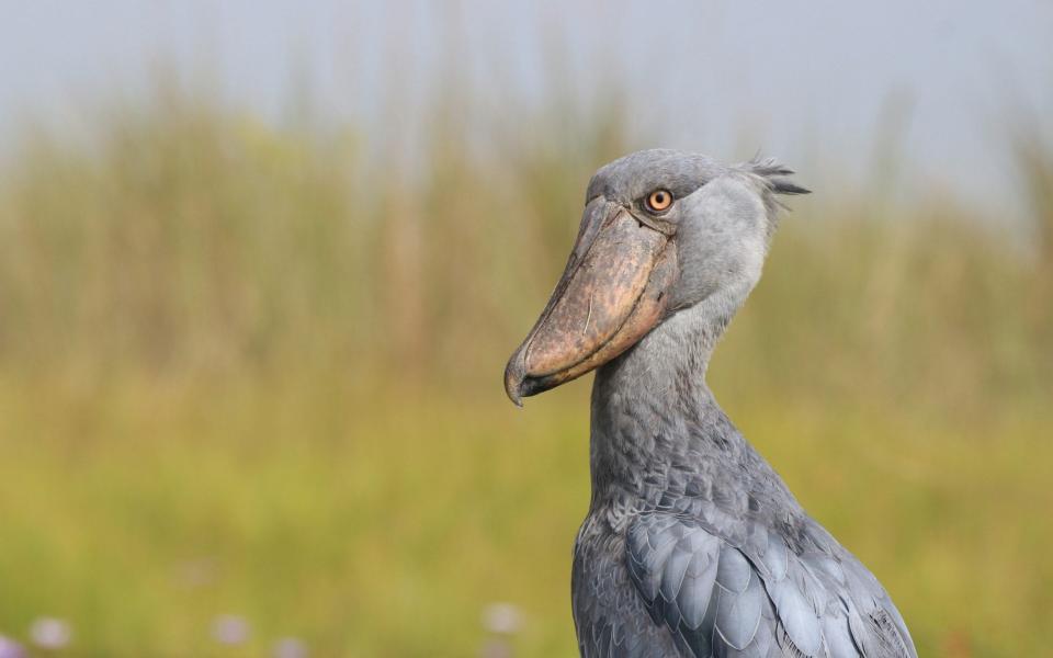 Shoebill - ZSL