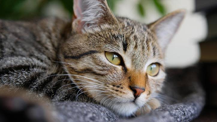 sad cat lying in basket