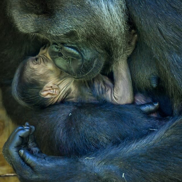 Nine-year-old Kala, a western lowland gorilla, with her 24-hour-old baby, in the Gorilla House at Bristol Zoo Gardens