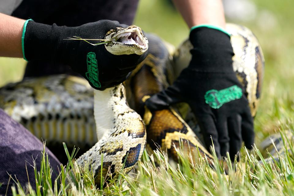 A Burmese python is held during a safe capture demonstration on June 16, 2022, in Miami. Florida wildlife officials said Thursday, Oct. 20, 2022, that 1,000 hunters from 32 states and as far away as Canada and Latvia removed 231 Burmese pythons during the 10-day competition known as the Florida Python Challenge.