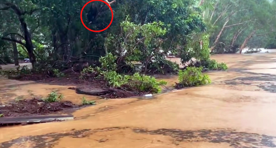 A man clinging to a tree in Rossville. 