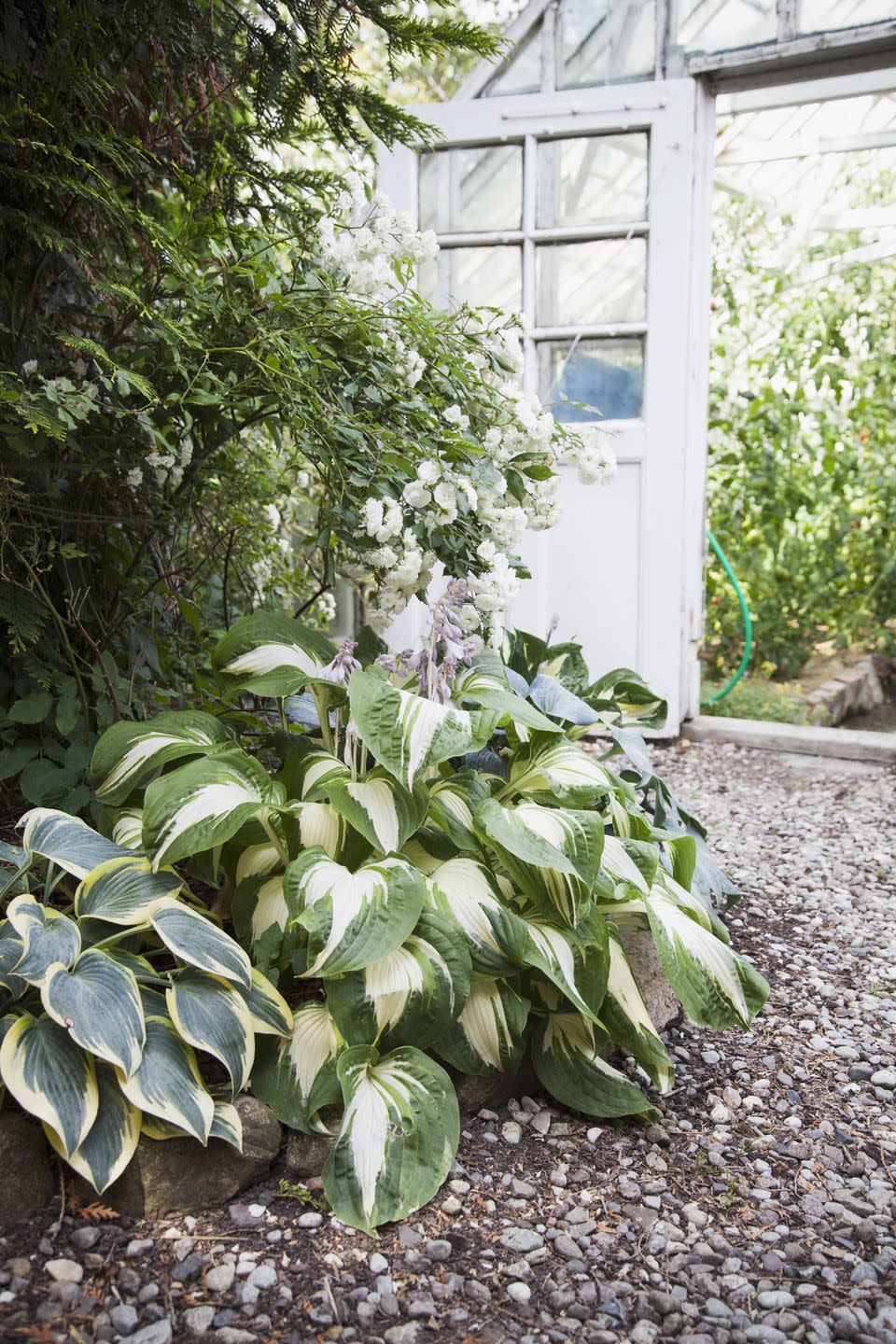 plants in garden