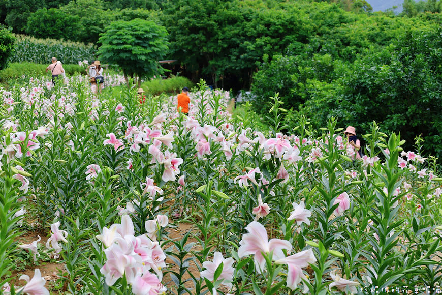 新北淡水｜奎柔山路百合花園