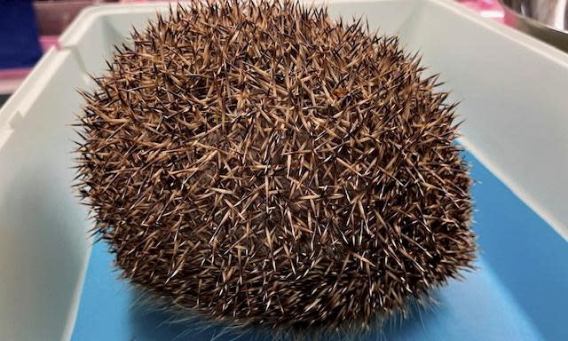 <span>Bounce the hedgehog pre-deflation. Balloon syndrome is unique to hedgehogs and can be fatal. </span><span>Photograph: Wild Hogs Hedgehog Rescue/SWNS</span>
