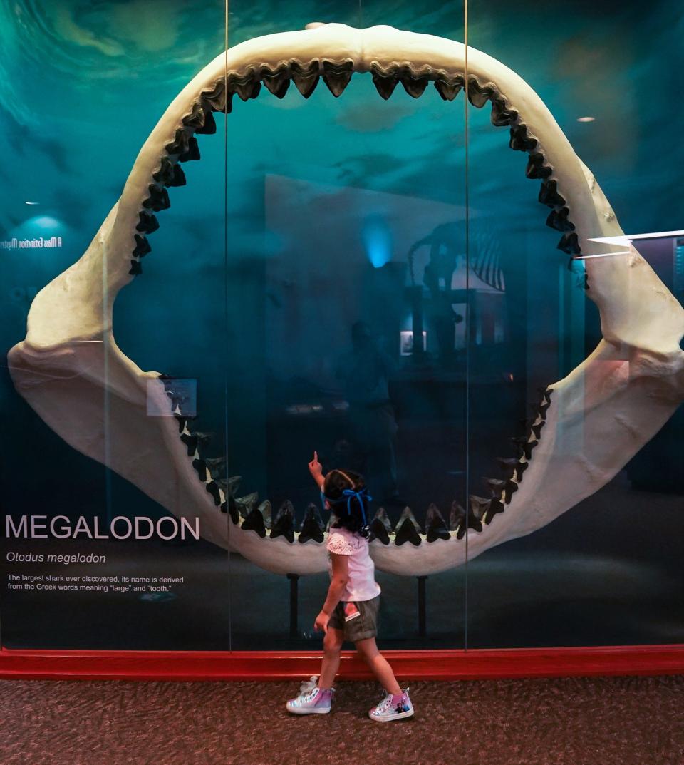 Four-year-old Jazlynn Torres of Bradenton looks at the mouth of a prehistoric megalodon while touring The Bishop Museum of Science and Nature in Bradenton with her family on Saturday. The museum and The Parker Manatee Rehabilitation Habitat have re-opened to the public.