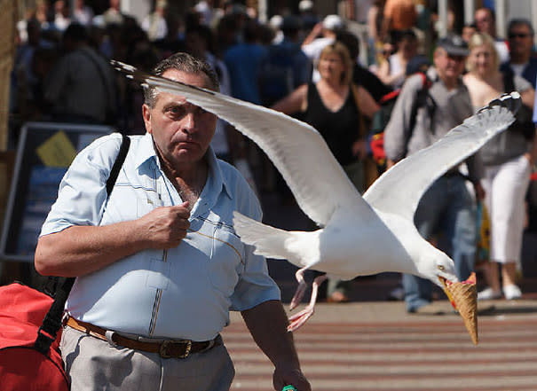 Elle lui a piqué sa glace. Mouette alors ! Source : oddee.com