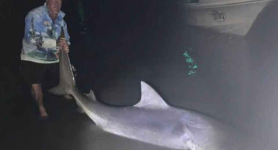 A man holding the tail of the 2.8 metre bull shark from Lake Orr on the Gold Coast