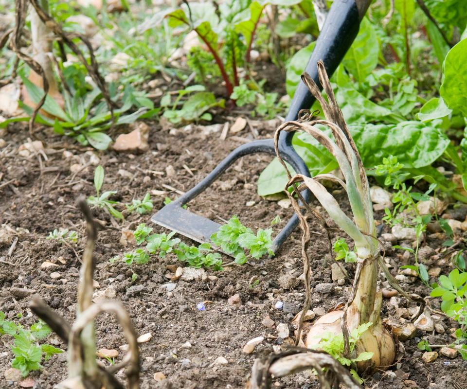 using a Dutch hoe to remove weeds